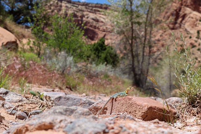 colorful lizard appears small in dry canyon wash
