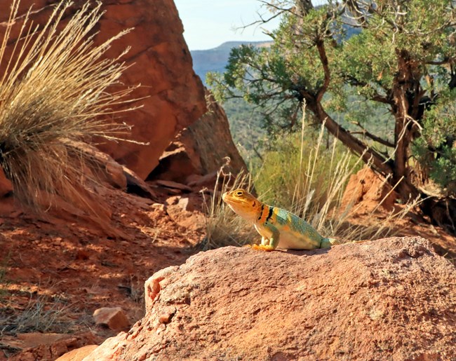 A bright green collared lizard suns himself on a rock in Monument Canyon