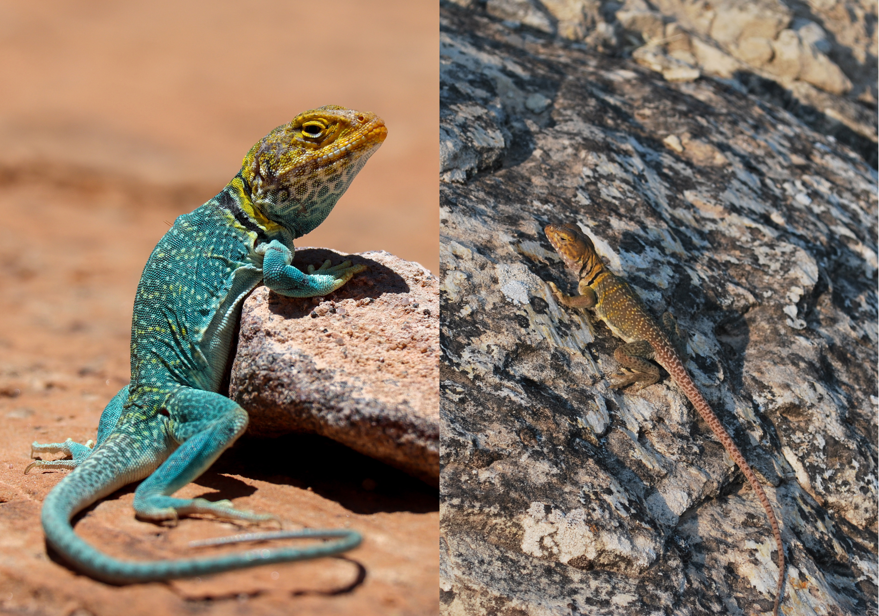 Eastern Collared Lizard - Colorado National Monument (U.S. National Park  Service)
