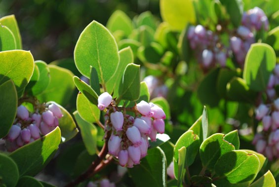 Manzanita (2)