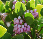 Manzanita thumbnail