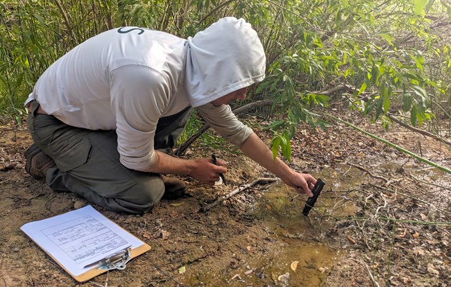 Park ranger in light gray hoodie holds small pH meter in brownish stream of water beneath green willow leaves and branches.