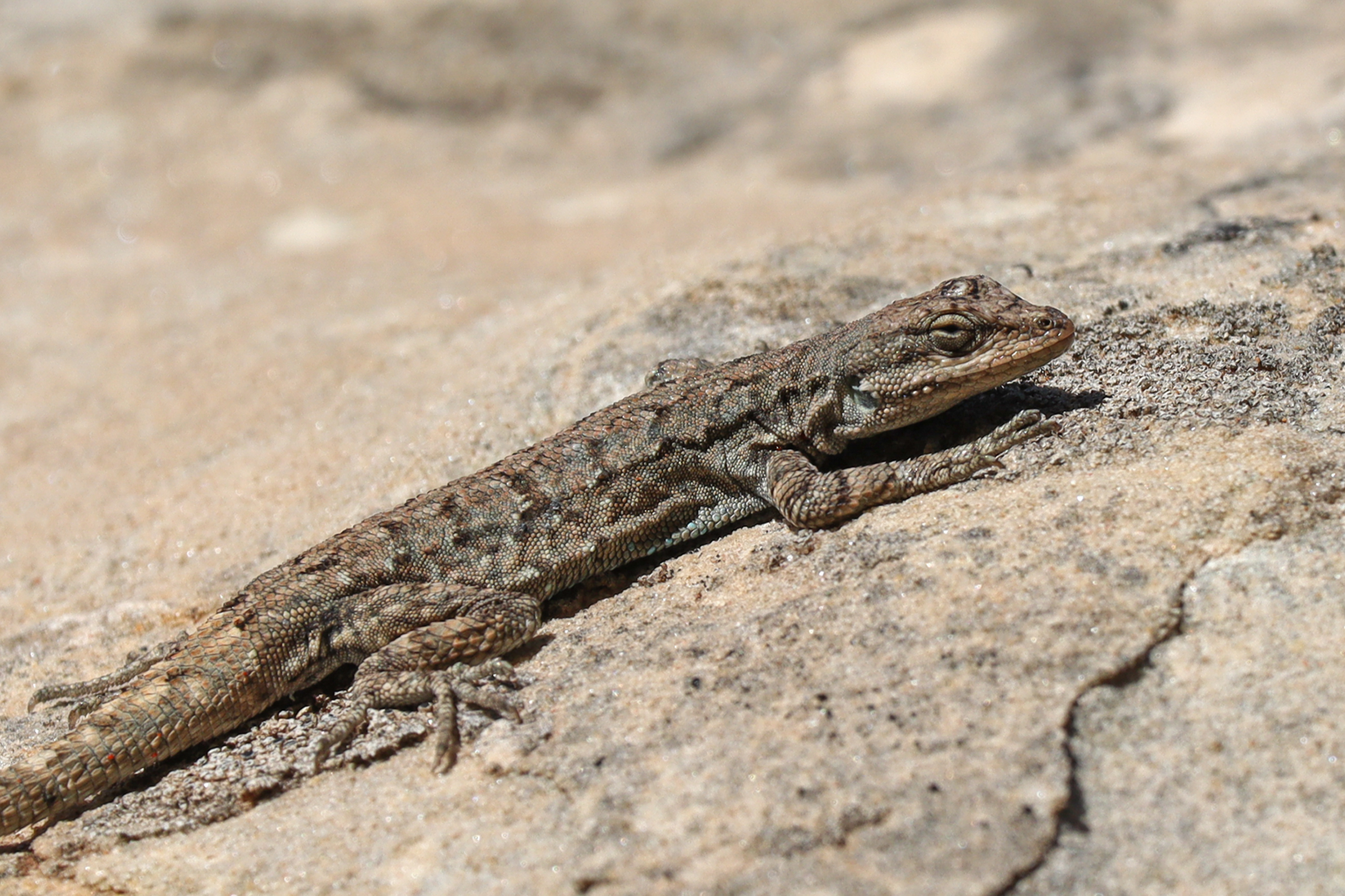 lizards - Colorado National Monument (U.S. National Park Service)