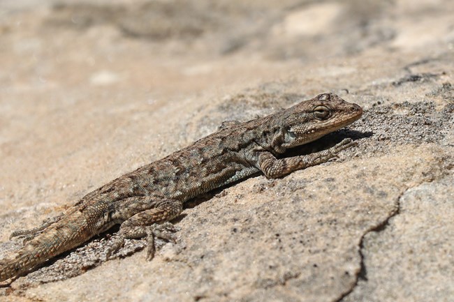 mottled brown lizard