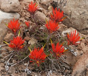 Indian paintbrush