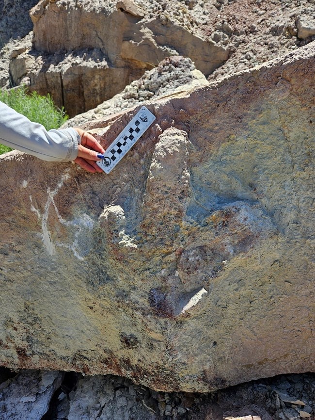 A large theropod dinosaur track. To the left is a person holding a ruler for scale.