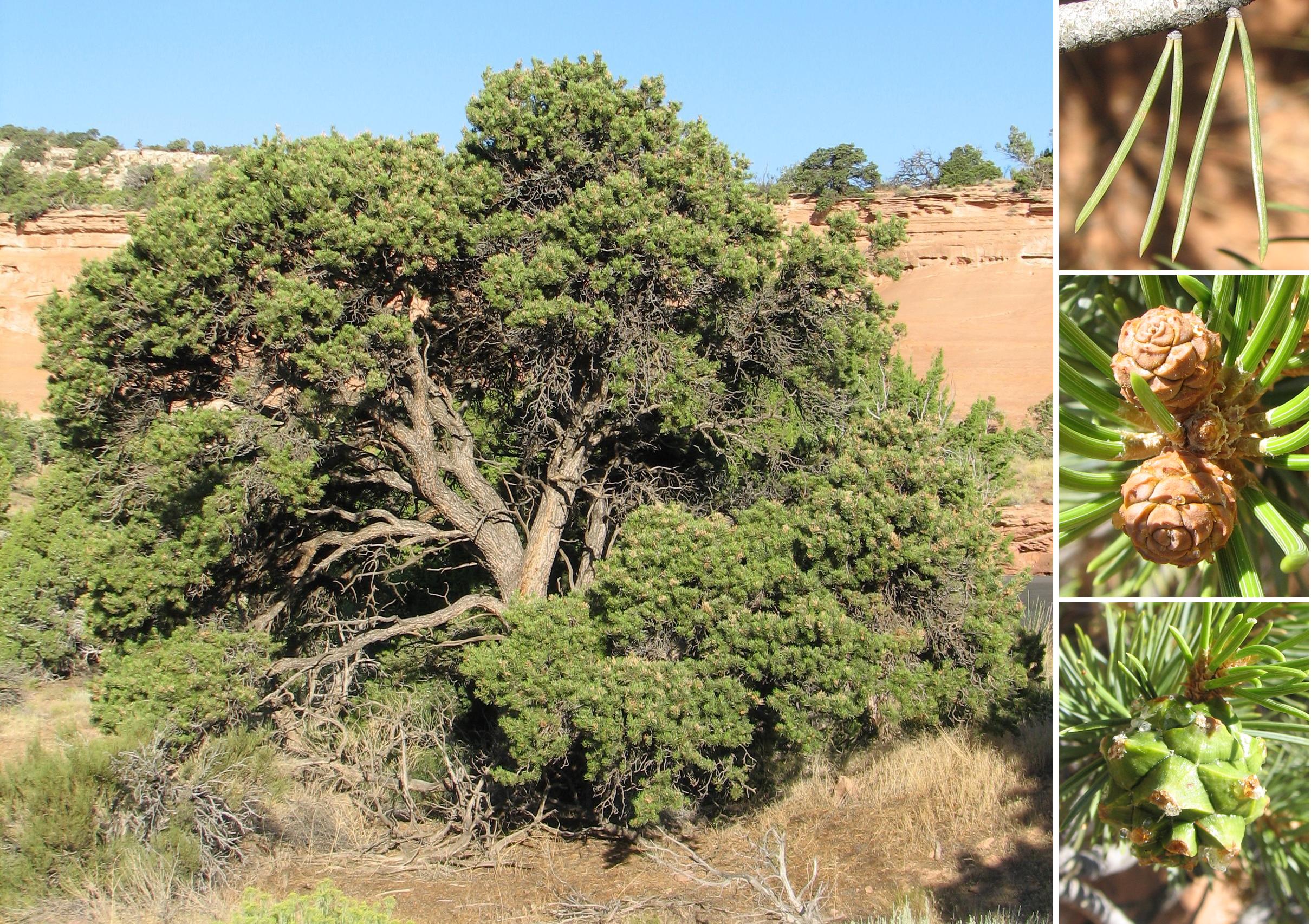 Pinyon Pine Tree 