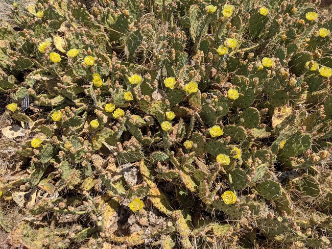 Prickly pear cactus in bloom with yellow and pink flowers