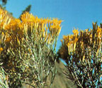 RABBITBRUSH thumb