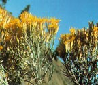 RABBITBRUSH thumb