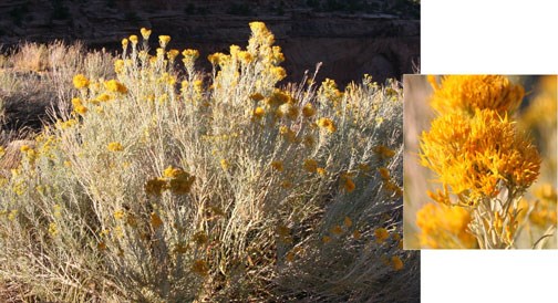 Rabbitbrush-1