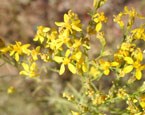 Snakeweed in bloom