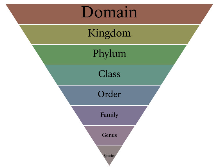 Descending pyramid of a taxonomic breakdown