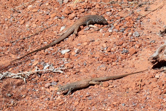 two brownish lizards face-off on reddish desert sand