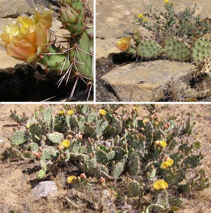 Purple Fruited Prickly Pear