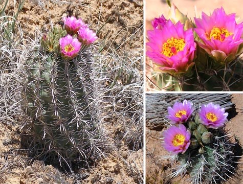 Fish-hook Cactus Fish-hook Cactus