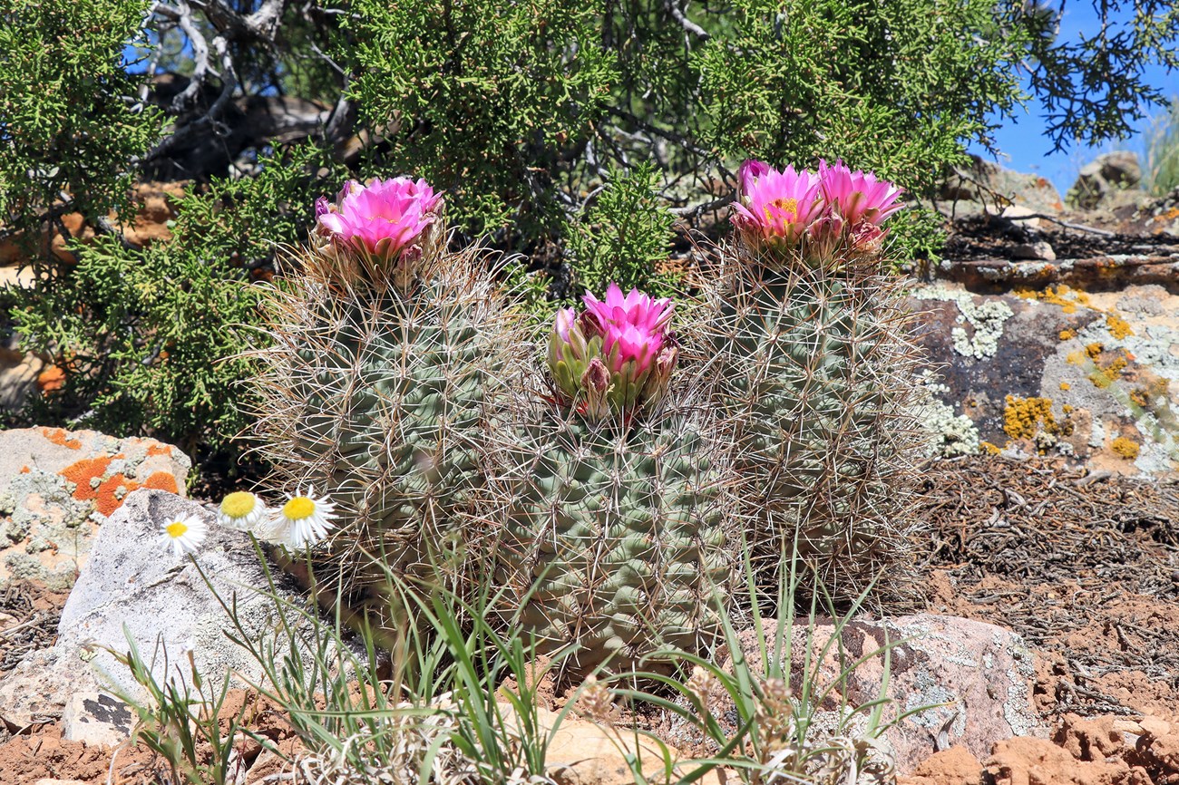 Fish-hook Cactus - Colorado National Monument (U.S. National Park