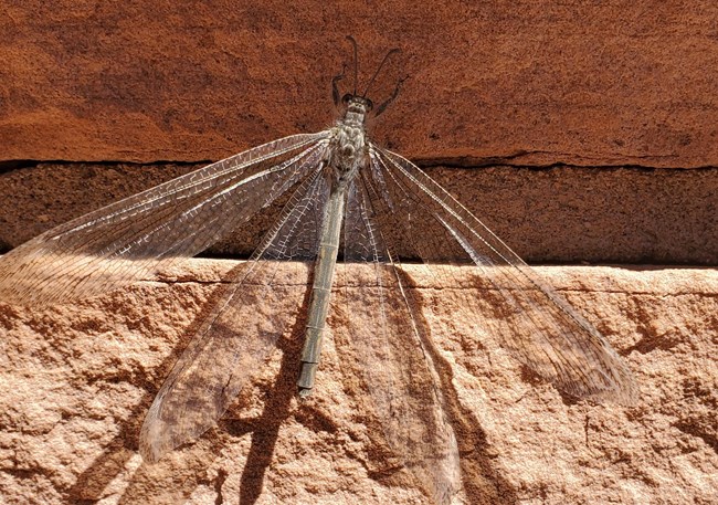 large 4-winged insect with long antennae