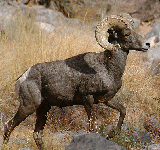 Desert Bighorn Sheep - Colorado National Monument (U.S. National Park