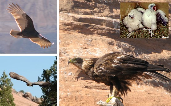 bird collage