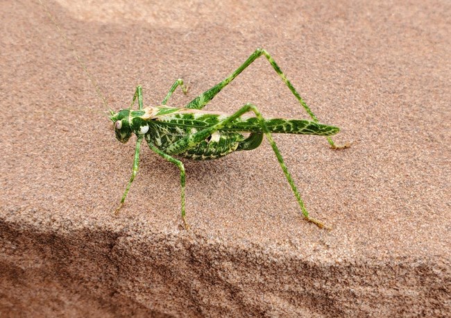 Green & white bush katydid