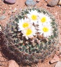 Mountain Ball Cactus