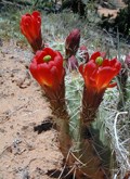 Claret-cup Hedgehog Cactus