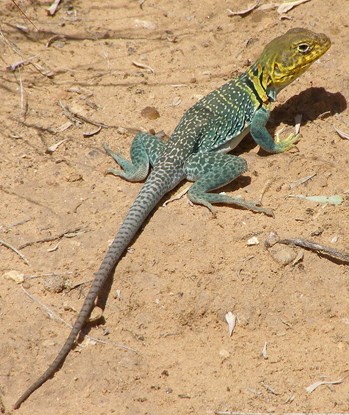 Reptiles - Colorado National Monument (U.S. National Park Service)