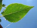 cottonwood-leaf