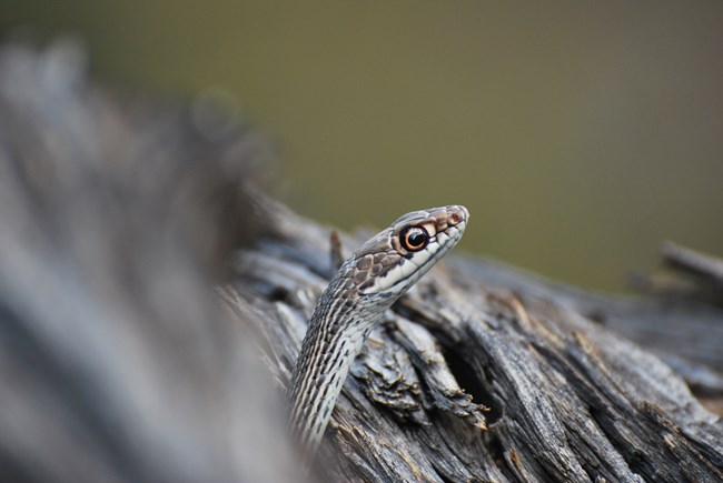 close up garter snake head peeking out from behind juniper stump
