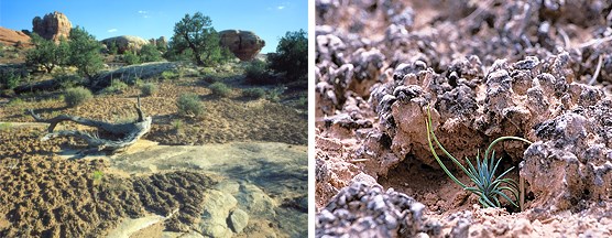 biological soil crust