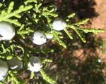 juniper-close-up5
