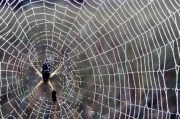 Argiope Argiope