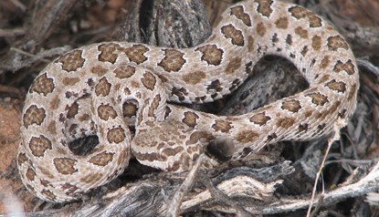 Midget-faded rattlesnake, a small tan snake with darker brown blotches.