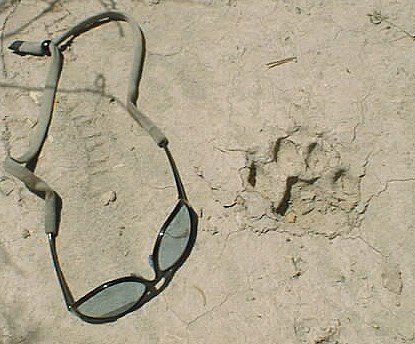 Mountain lion track.