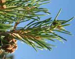 pinyon-pine-thumb-nail