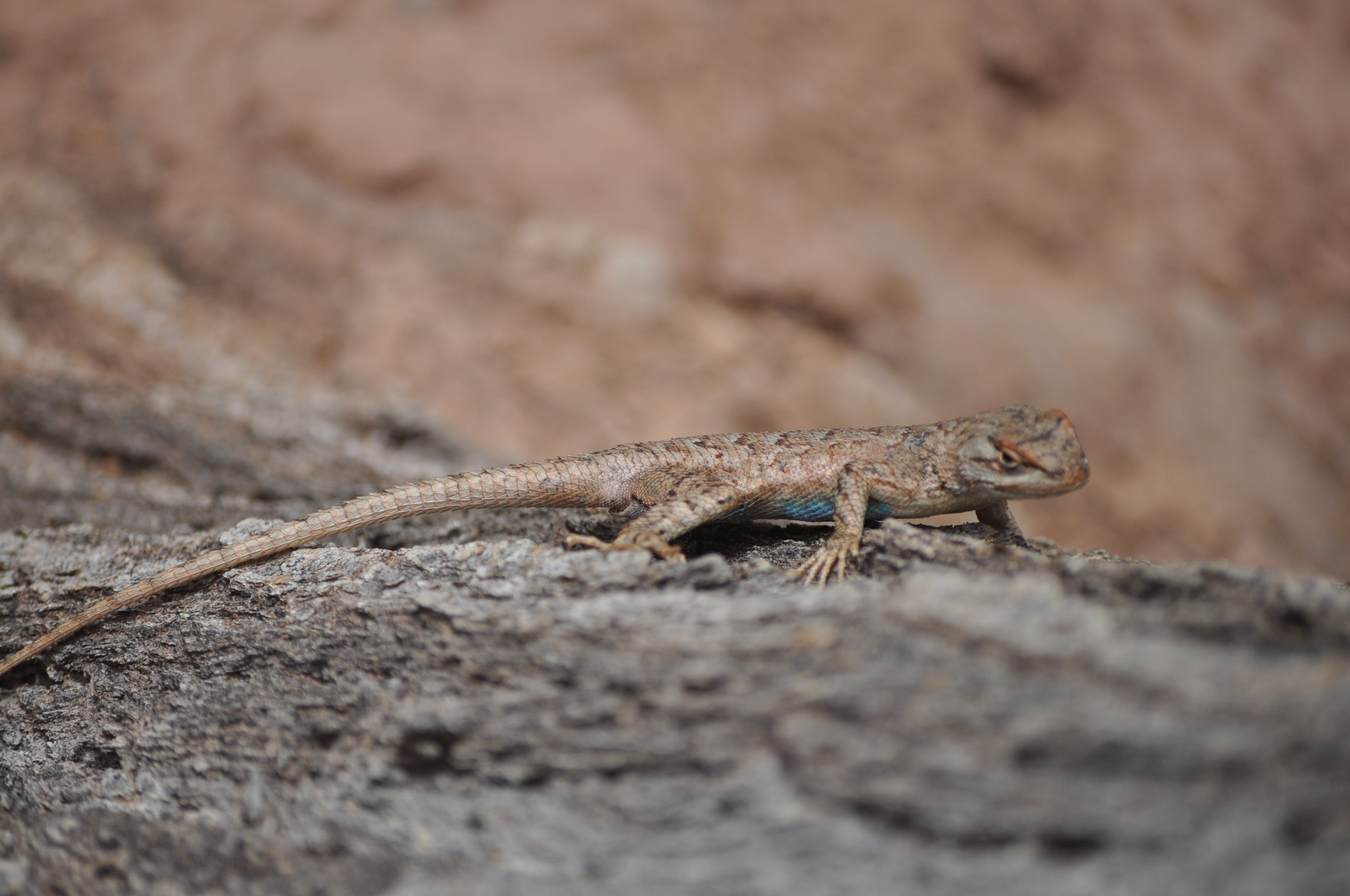 lizards - Colorado National Monument (U.S. National Park Service)