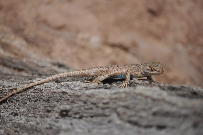 brownish lizard stands on tree bark