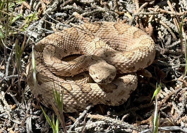 curled up light brown rattlesnake