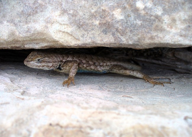 brownish lizard hiding in rock crevice
