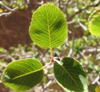 serviceberry thumbnail