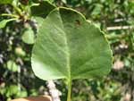 single-leaf-ash2