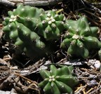 Spineless Hedgehog Cactus