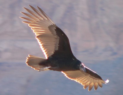 turkey vulture