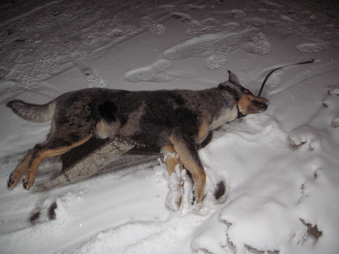 Dog Dragged and Kill in the Monument on December 30, 2009