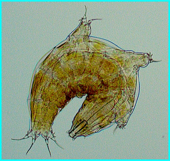 Tardigrade - Photo credit Dr. Aparna Palmer Microscopic view of tardigrade, also called water bear
