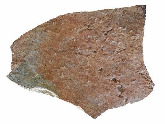 This sandstone slab from the Morrison Formation contains several sets of turtle tracks. Paleontologists estimate that the tracks are 150 million years old.