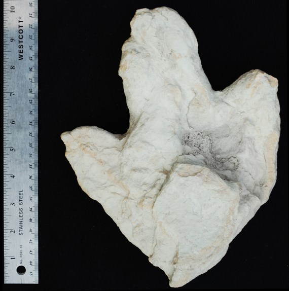 This three-toed dinosaur track was discovered by an employee in late September 2010 at Colorado National Monument. It is left to be determined whether the track was left by a plant or meat-eating dinosaur. This three-toed dinosaur track was discovered by an employee in late September 2010 at Colorado National Monument. It is left to be determined whether the track was left by a plant or meat-eating dinosaur.