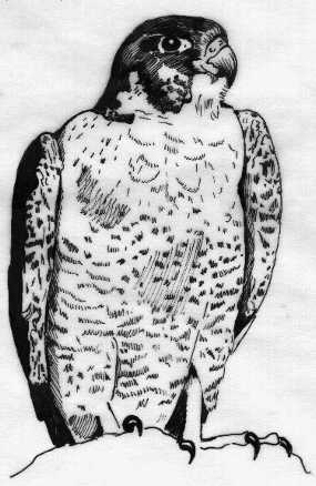 Drawing of a Peregrine Falcon