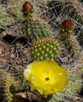 Hair-spined Prickly Pear Cactus
